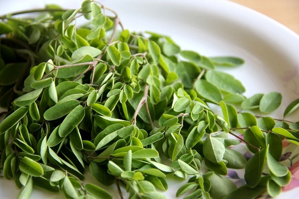 Moringa controindicazioni.