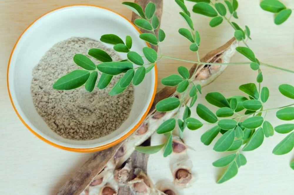 Costo pianta Moringa.