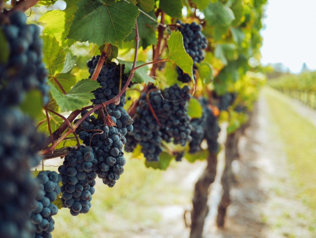 Strade del vino in Italia