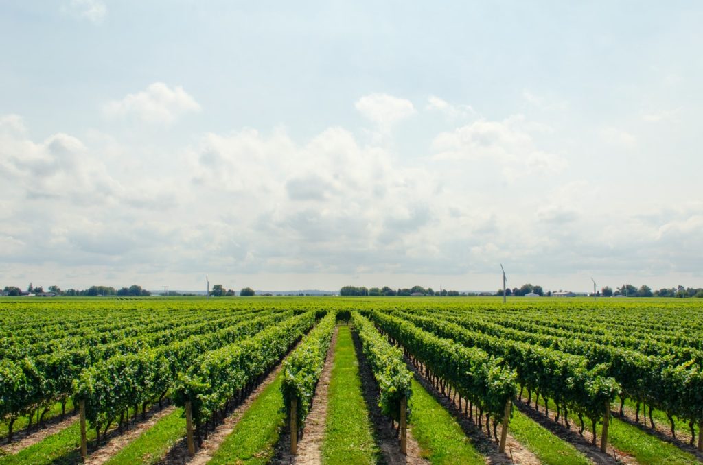 Strade del vino in Italia