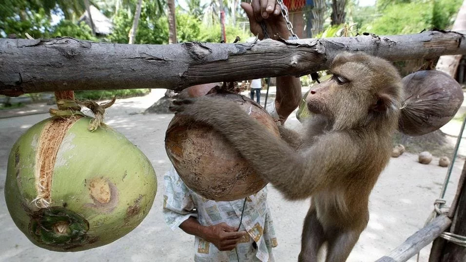 Lo sfruttamento delle scimmie è un fatto reale, che il Governo lo ammetta o no.