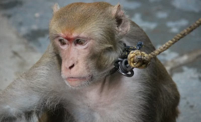 L'eco dell'inchiesta sullo sfruttamento delle scimmie, stop alle vendite dei prodotti al cocco.