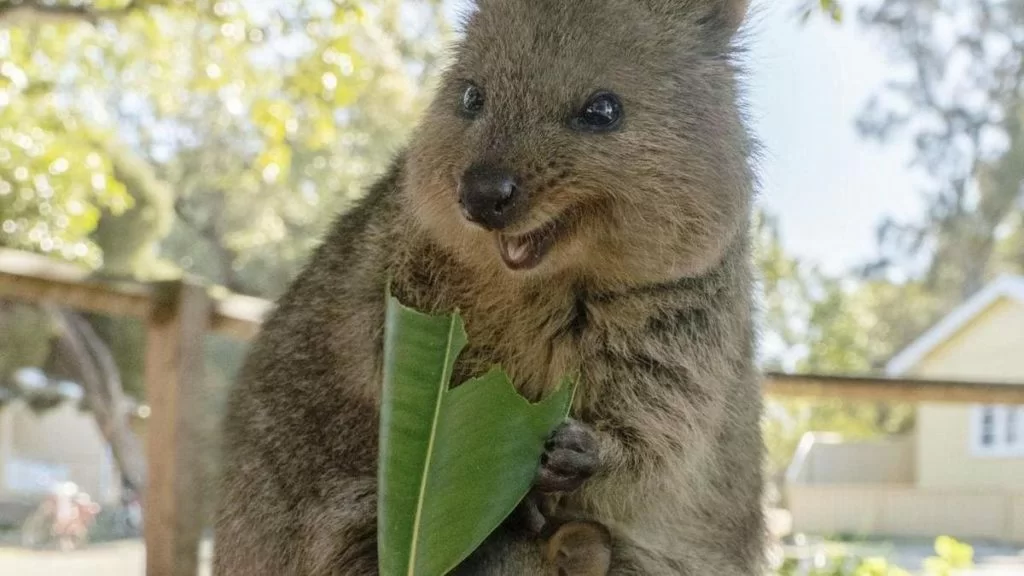 Quokka marsupiale