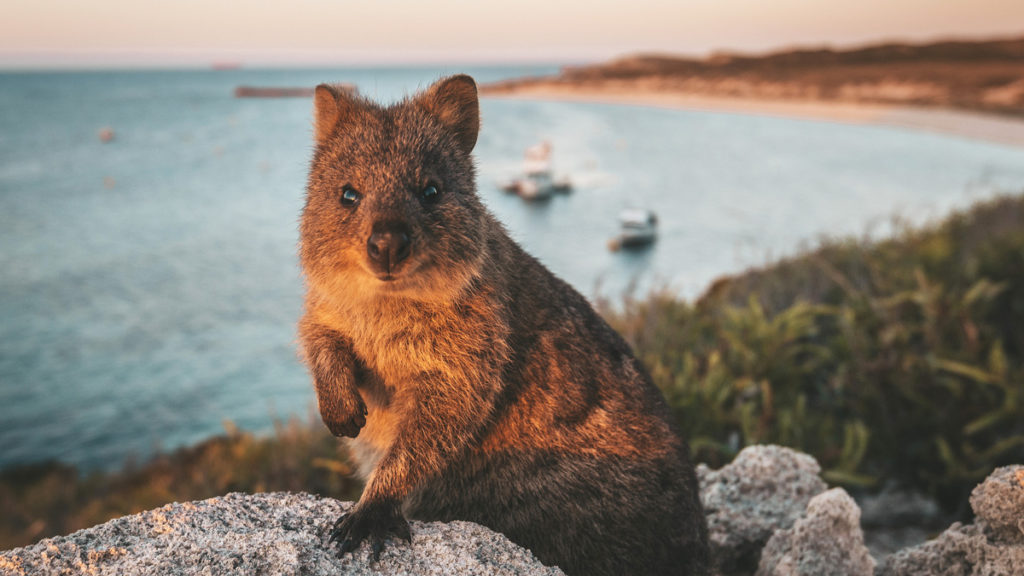 Quokka dove vivono