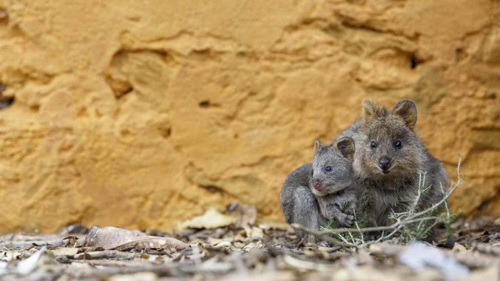 Quokka come si difende