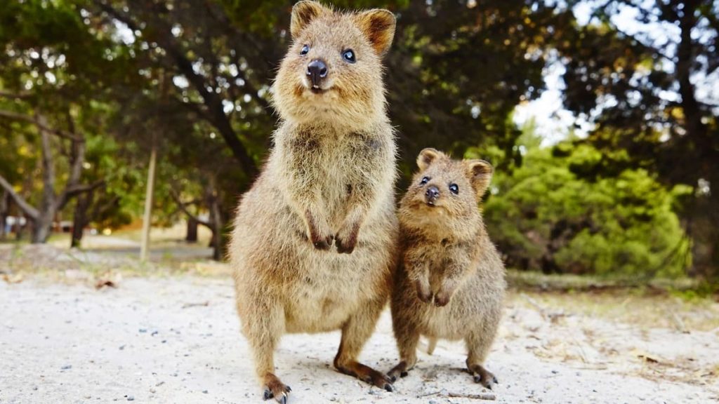 Quokka_5