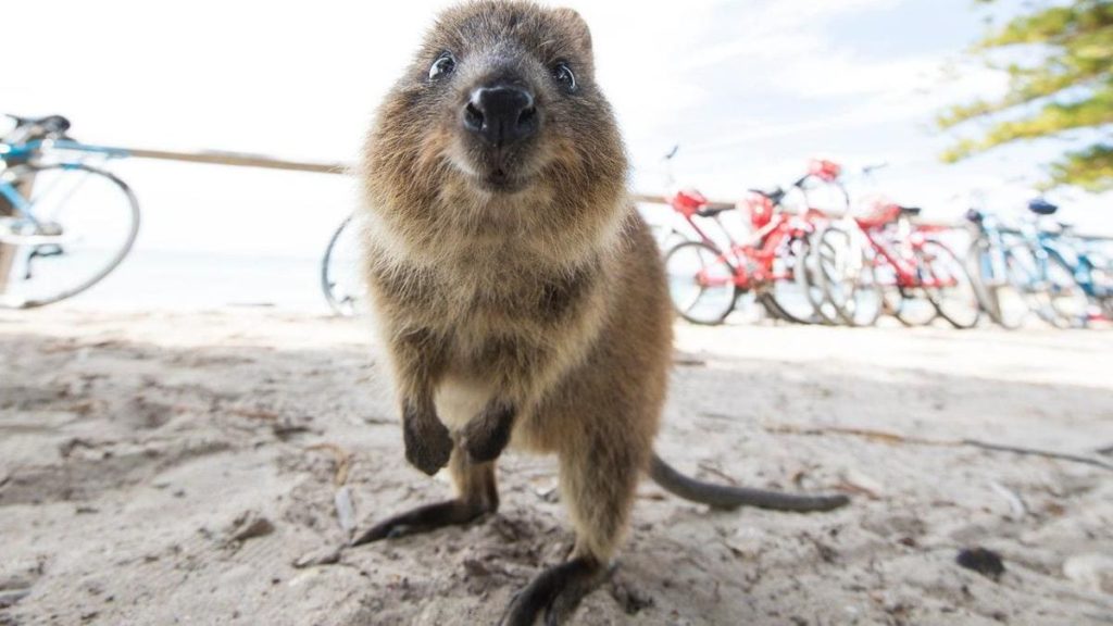 Quokka_8