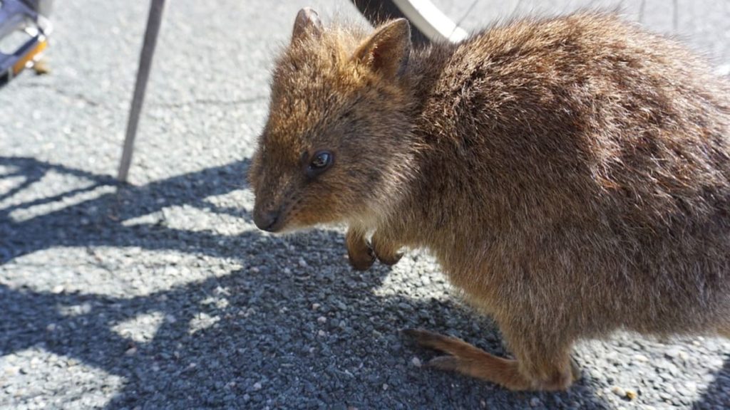 Quokkas_3