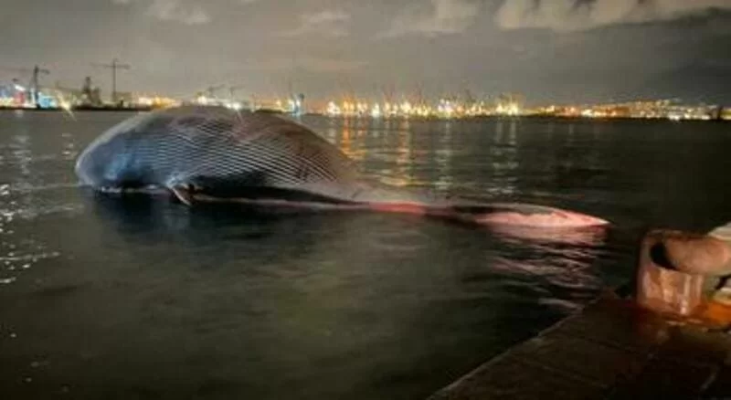 La balena di Sorrento arriva a destinazione ed è pronta per l'autopsia.