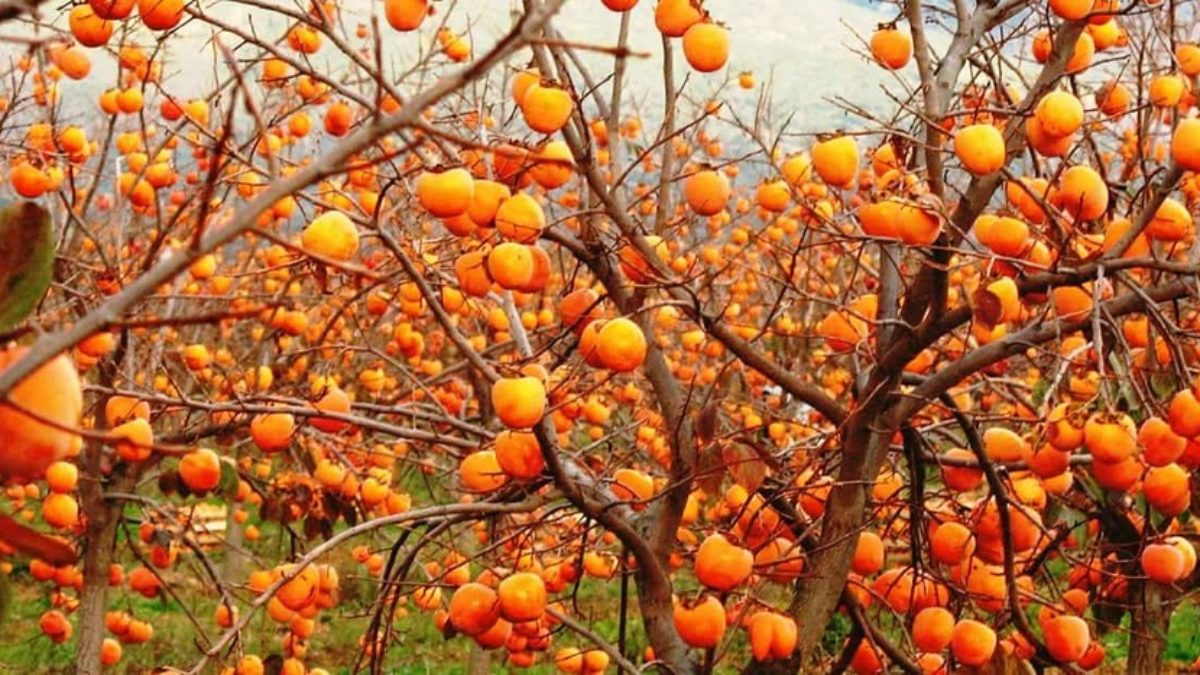 Cachi O Kaki Proprieta Benefici Per La Salute E Curiosita