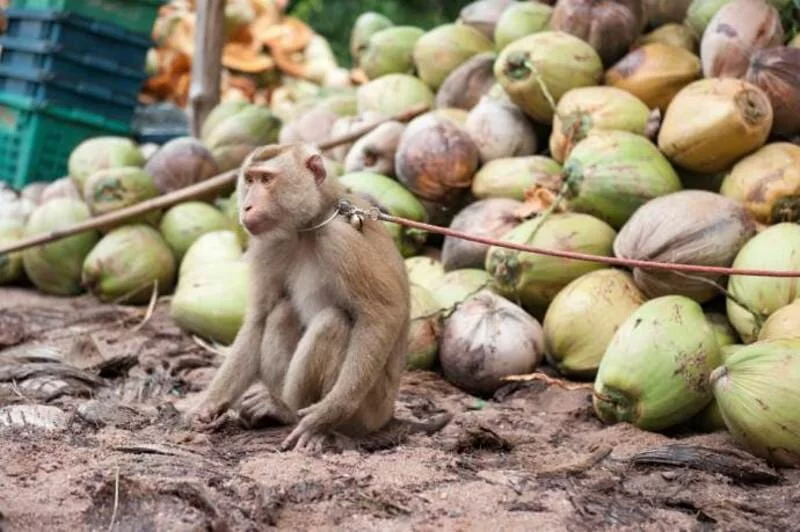 Dallo sfruttamento delle scimmie all'esportazione dei prodotti a base di cocco.