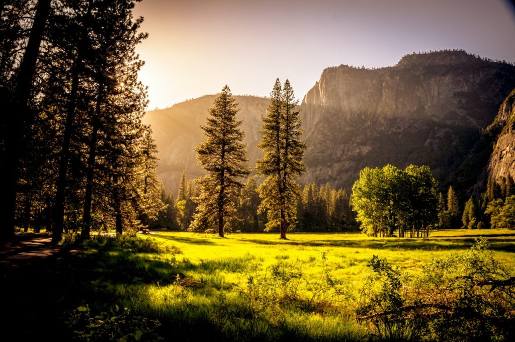 forest bathing in italia