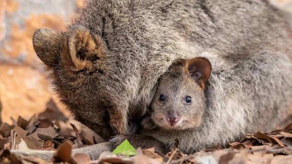 quokka_6