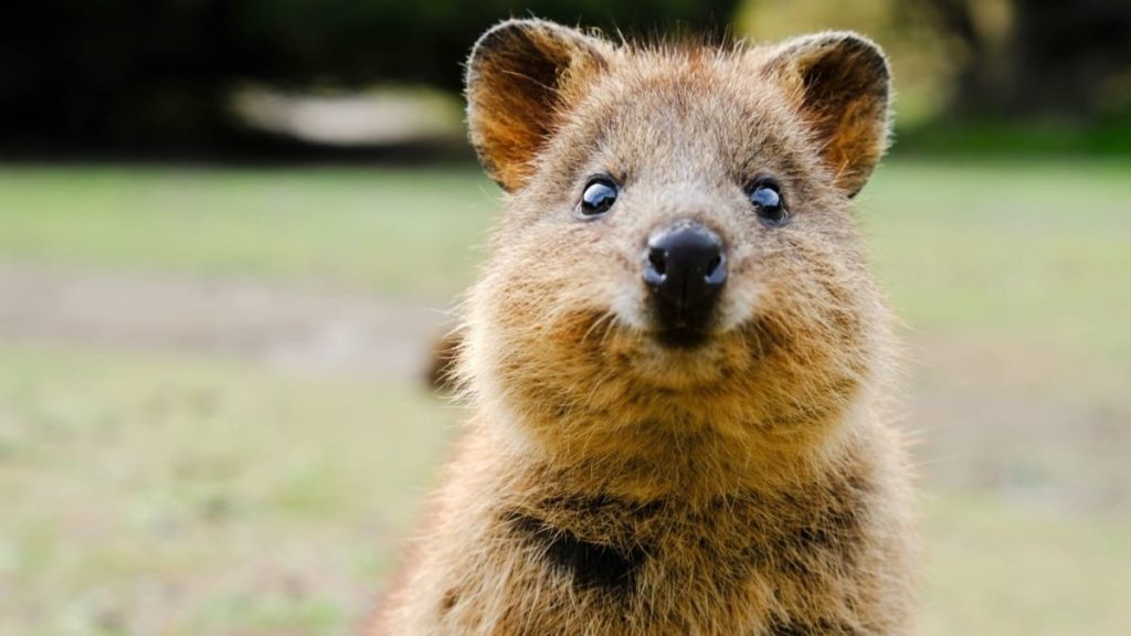 quokka_7