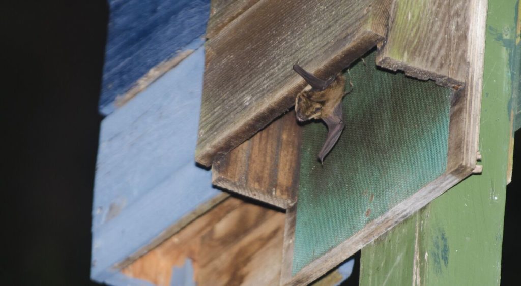 Bat box, pipistrello uscente