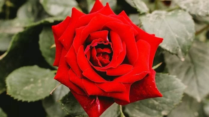 Rosa rossa significato