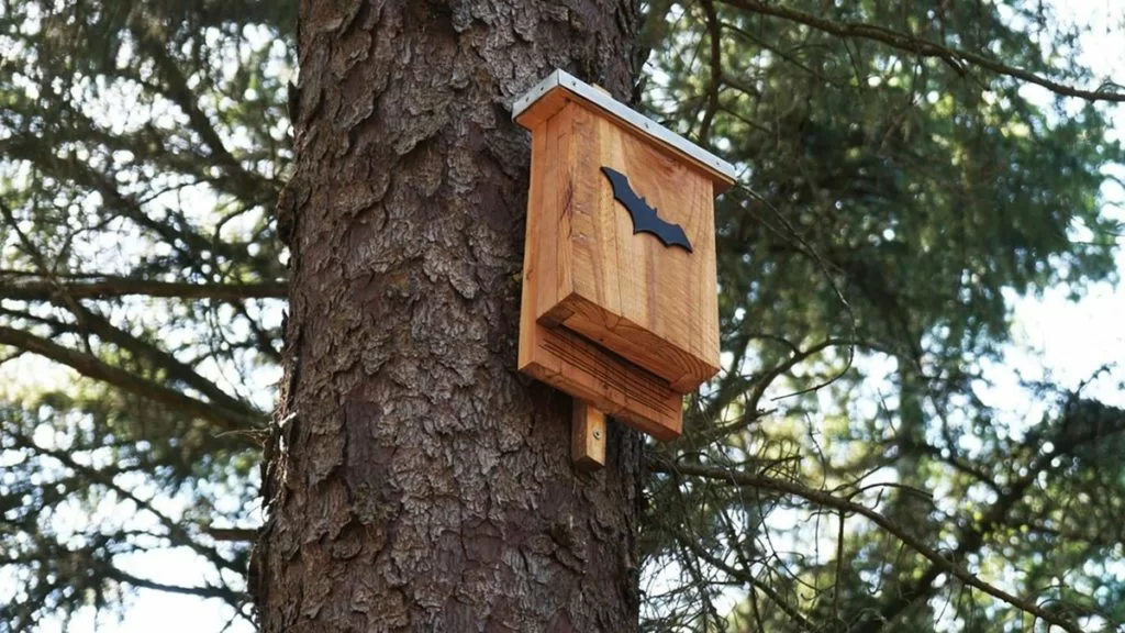 bat box su un albero