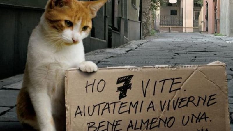 Adottare un gatto è un gesto di coraggio e d'amore.