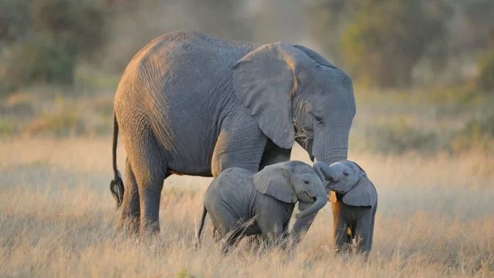 gestazione elefante