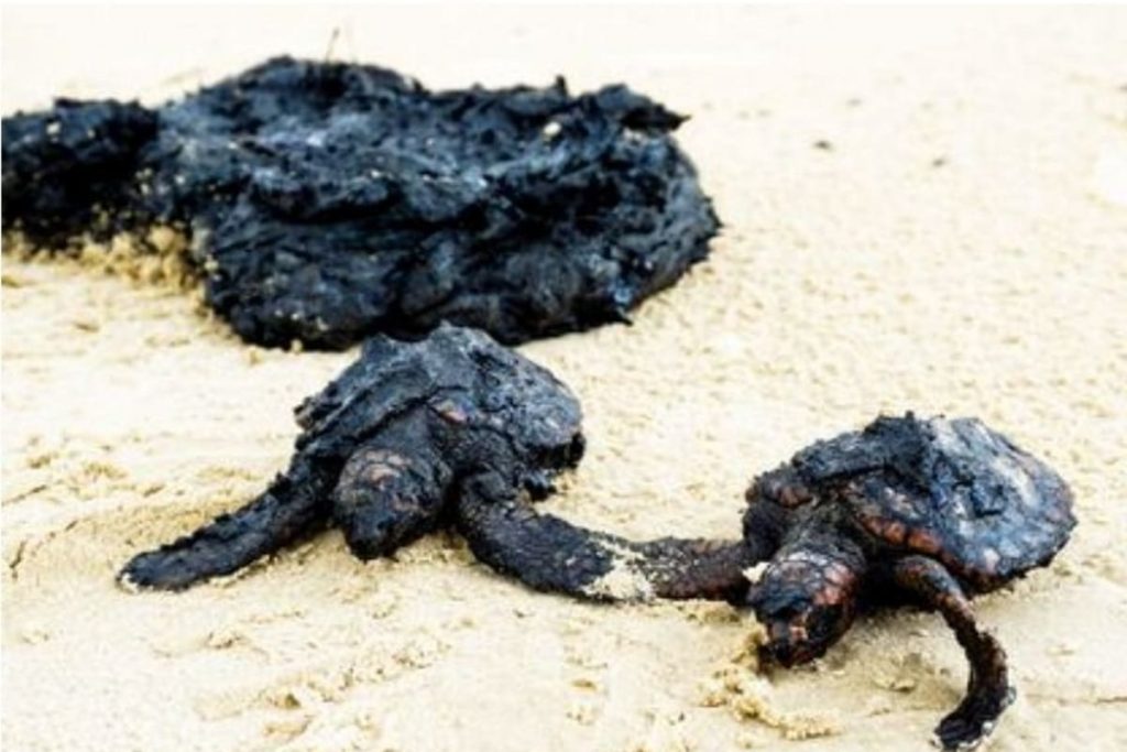 israele disastro ambientale