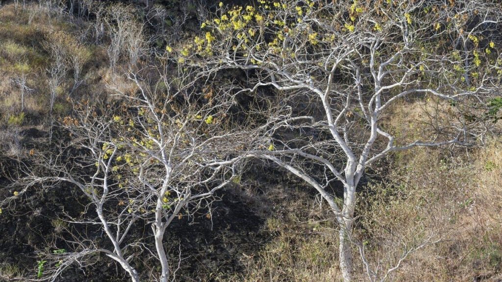 palo santo_albero