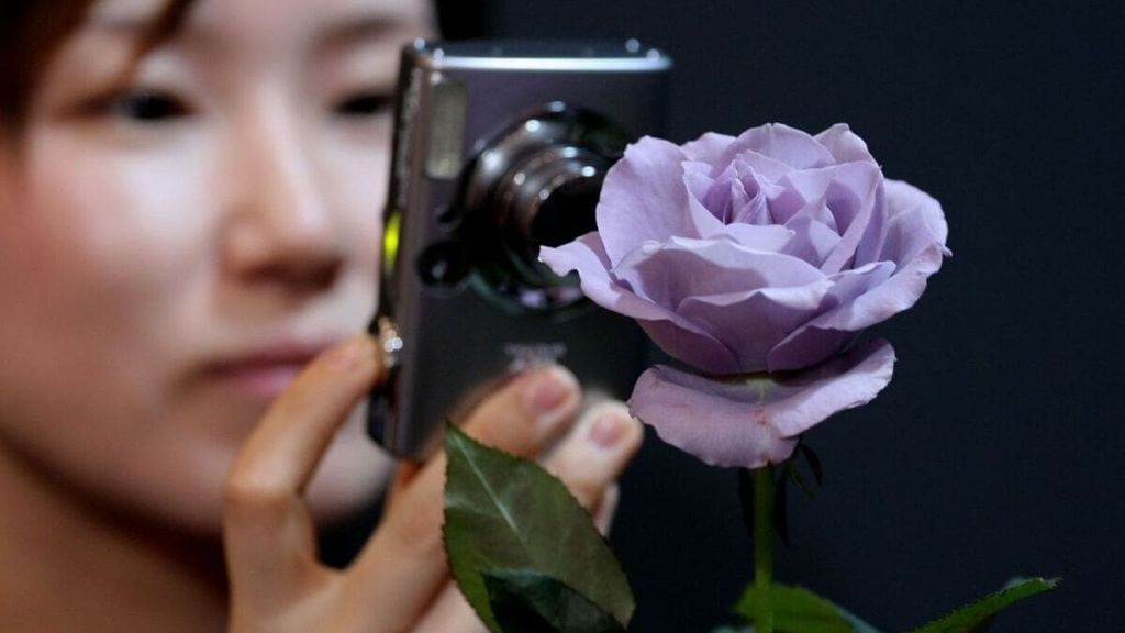 rosa blu_applause