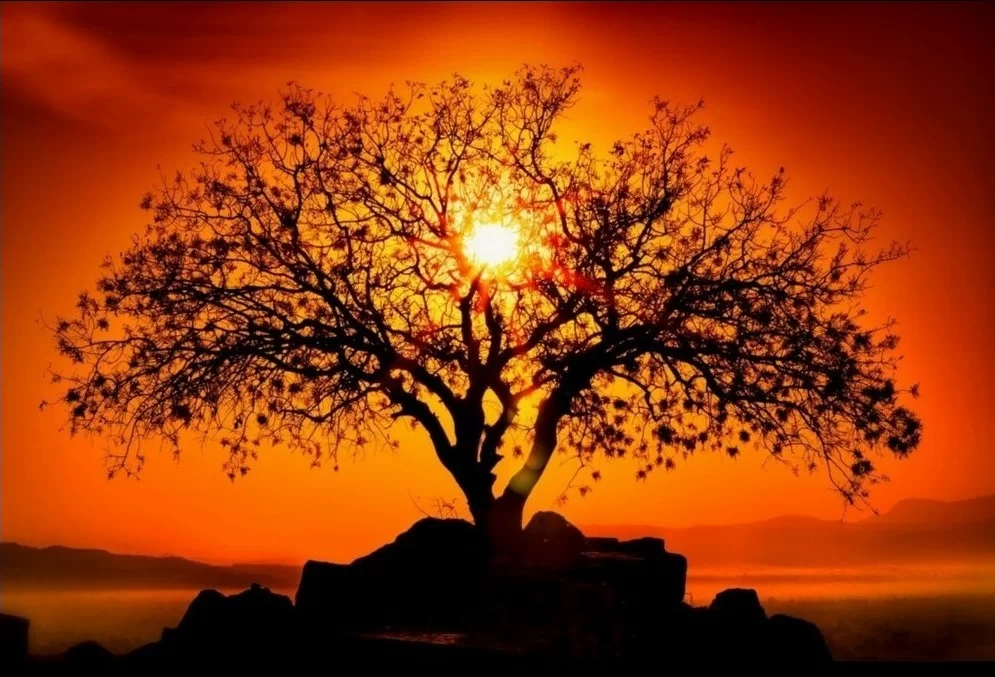 Albero della vita con tramonto