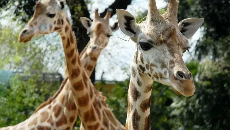 Bioparco di roma social