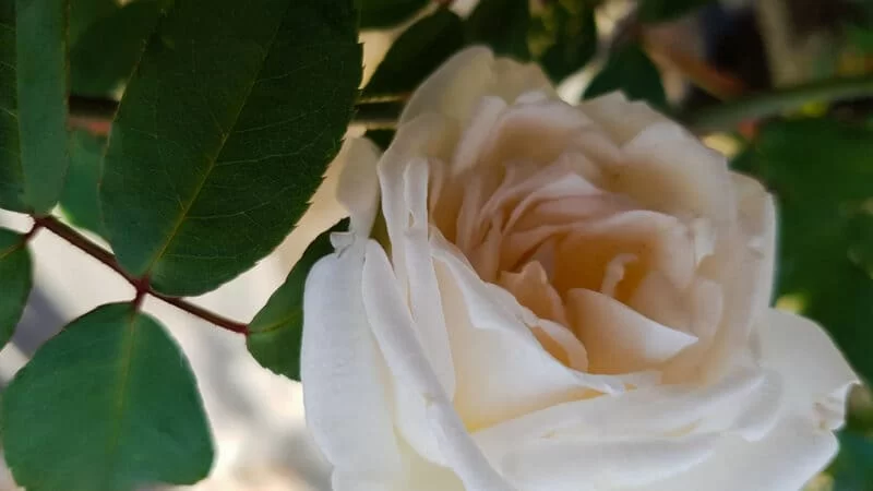 Rosa bianca_significato
