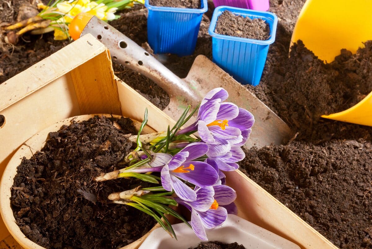 Coltivare zafferano in casa o in giardino come fare, costi