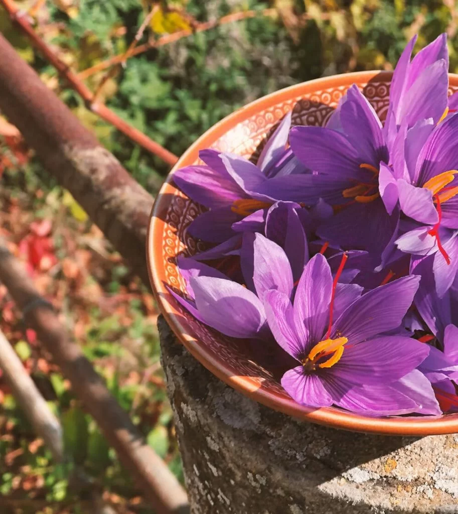 coltivare zafferano in casa o giardino consigli