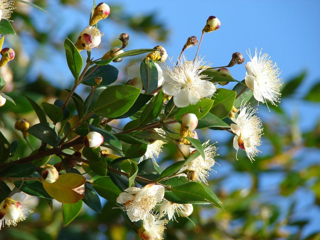 mirto pianta in fiore