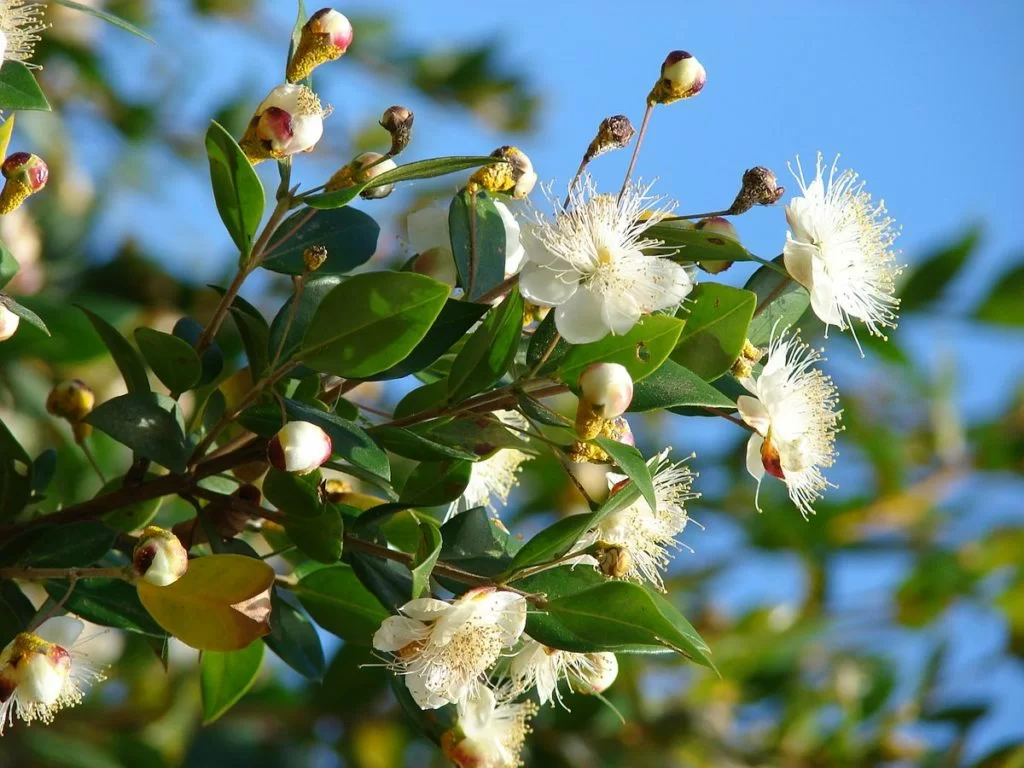 mirto pianta in fiore