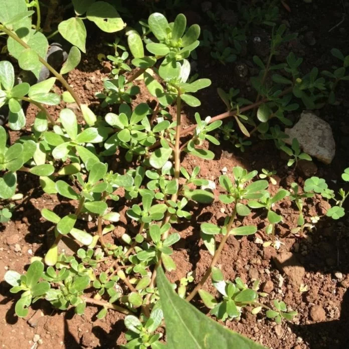 portulaca commestibile benefici