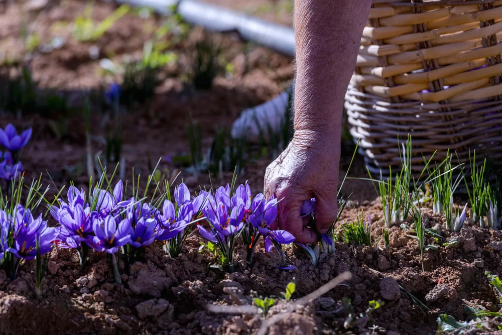 coltivare zafferno come raccogliere fiori
