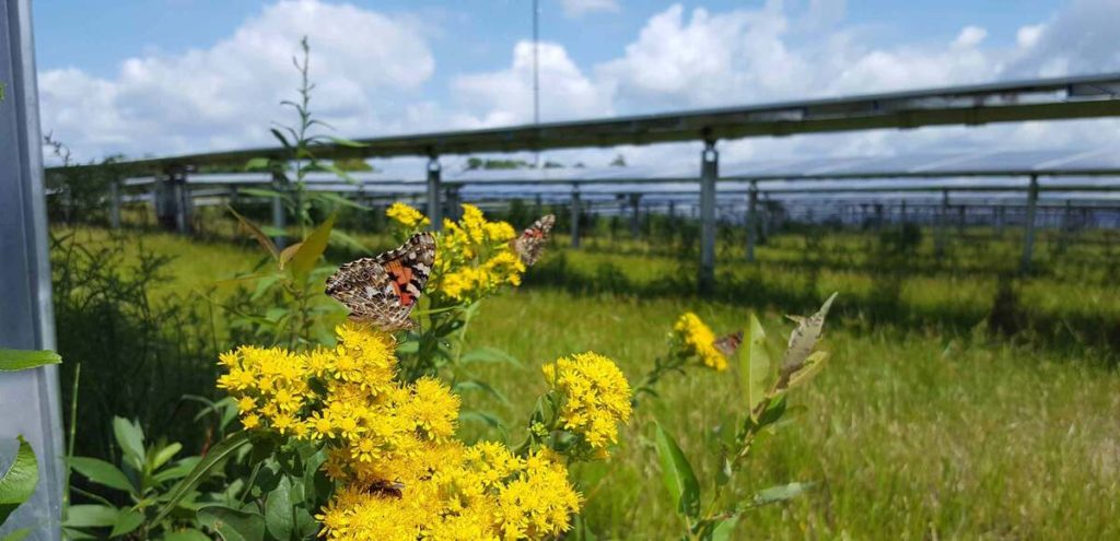 Agrivoltaico_impollinatori