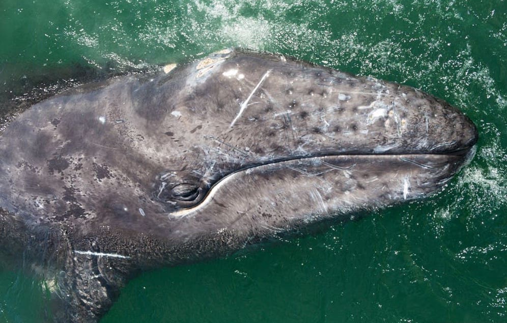 La balena grigia: un gigante buono.