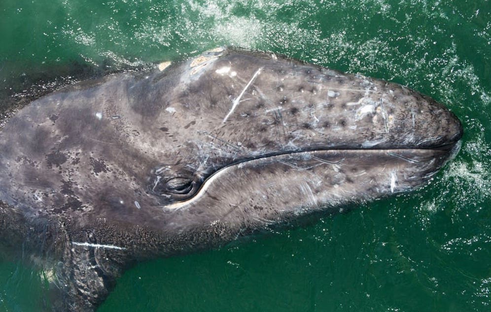 La balena grigia: un gigante buono.