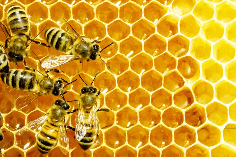 Proteggere le api: Che ruolo svolgono le api in natura e perché sono così importanti