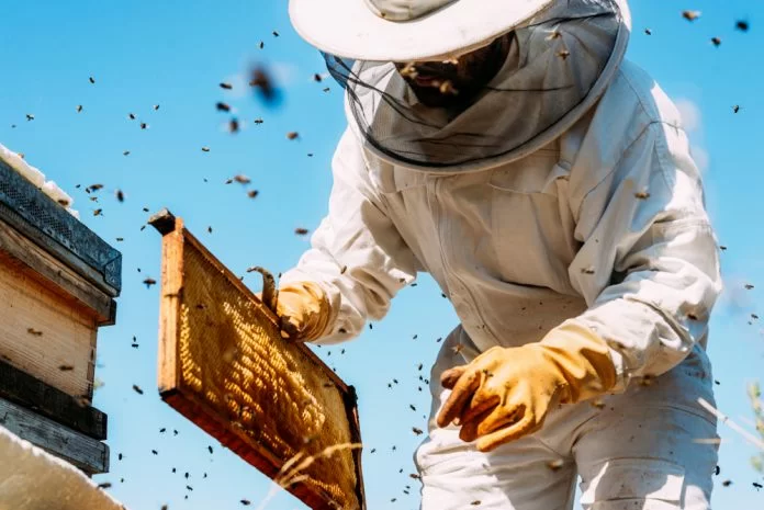 L'Olanda organizza ogni anno un censimento delle api