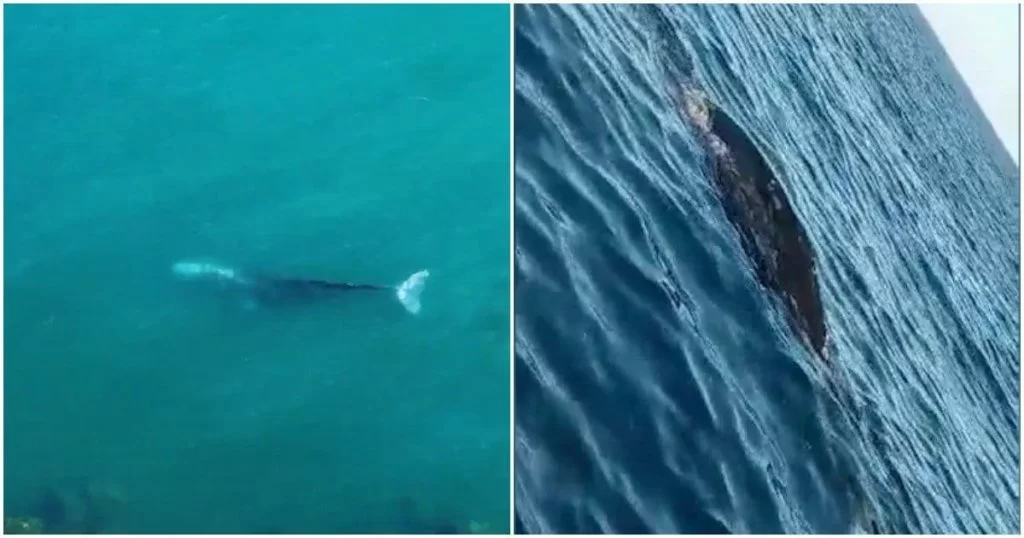 Alla ricerca della balena grigia: "Vorremmo riuscire a ritrovarla per foto identificarla".