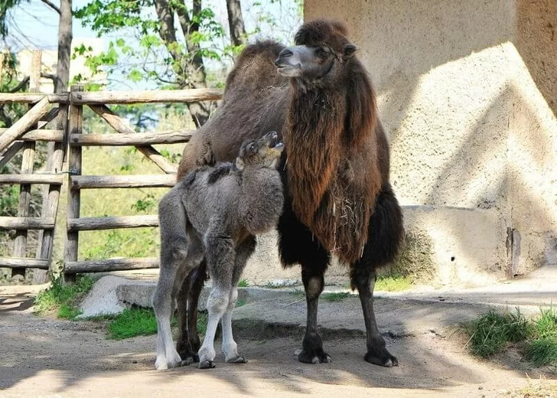 bioparco di roma_cammelli