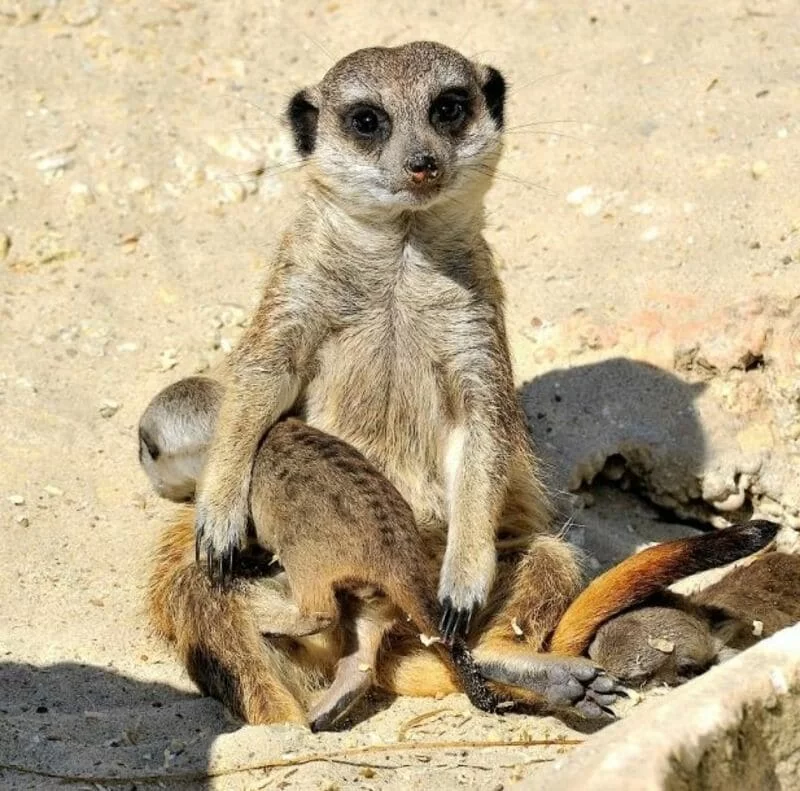 bioparco di roma_mamma_SURICATO