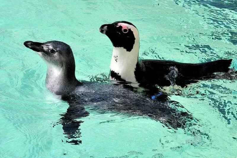 bioparco di roma_pinguini