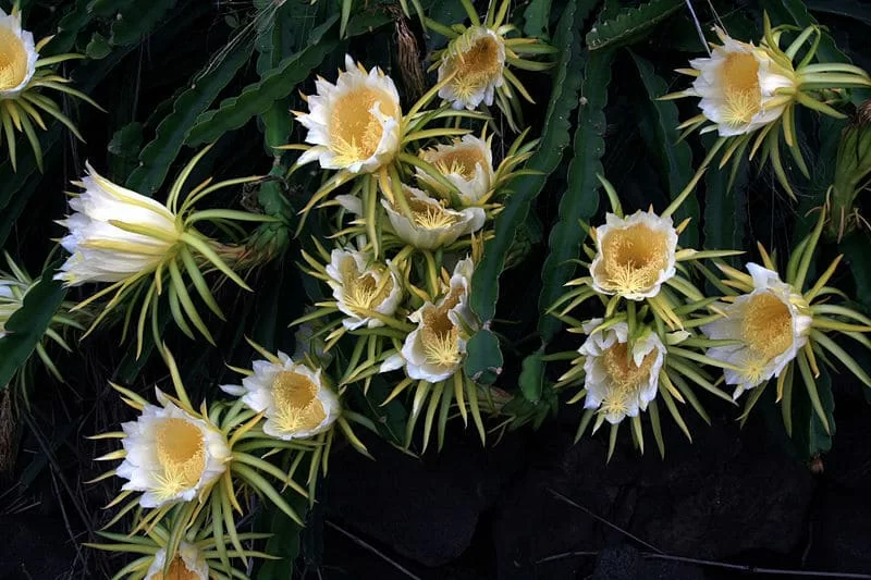 dragon fruit_fioritura