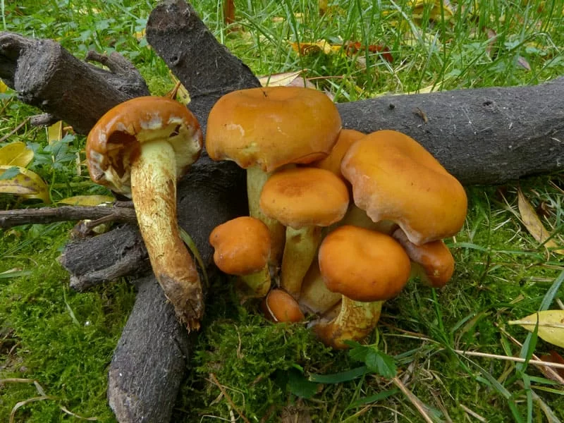 Hypholoma fasciculare o falso chiodino