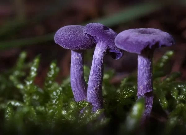 funghi velenosi: falsi miti
