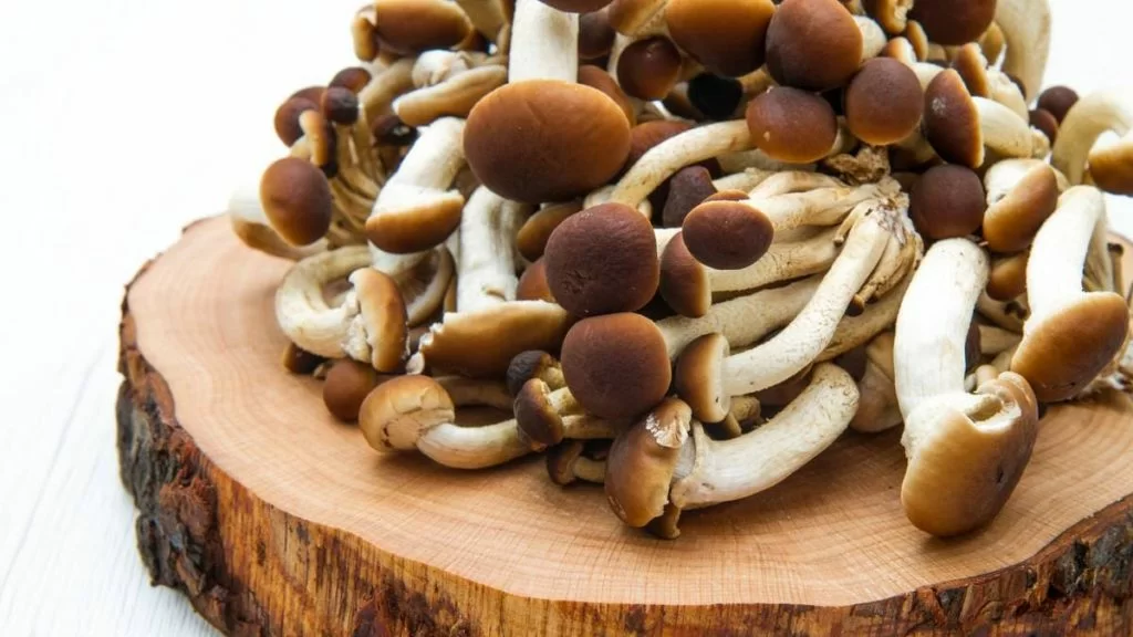 funghi commestibili: chiodini