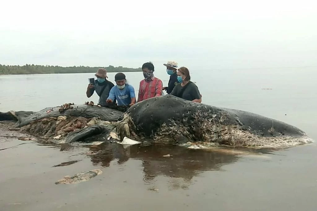 Balene grigie in pericolo: "Eventi di mortalità insolita".