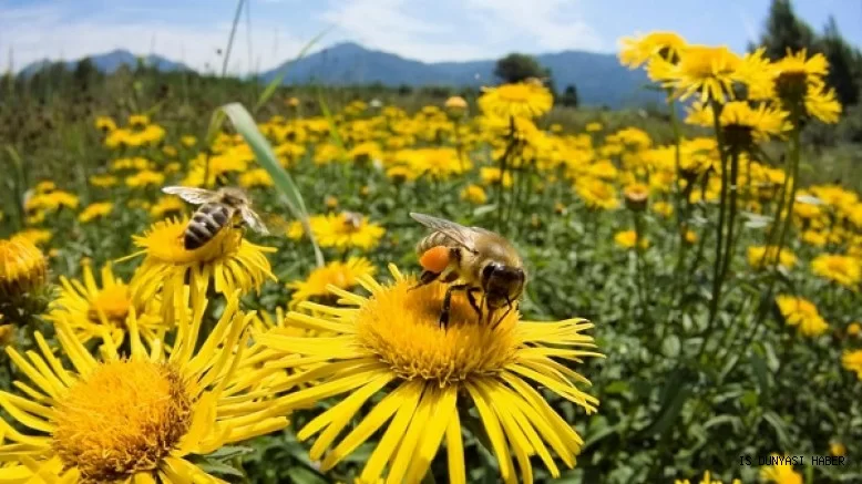 Come si possono aiutare le api a proliferare